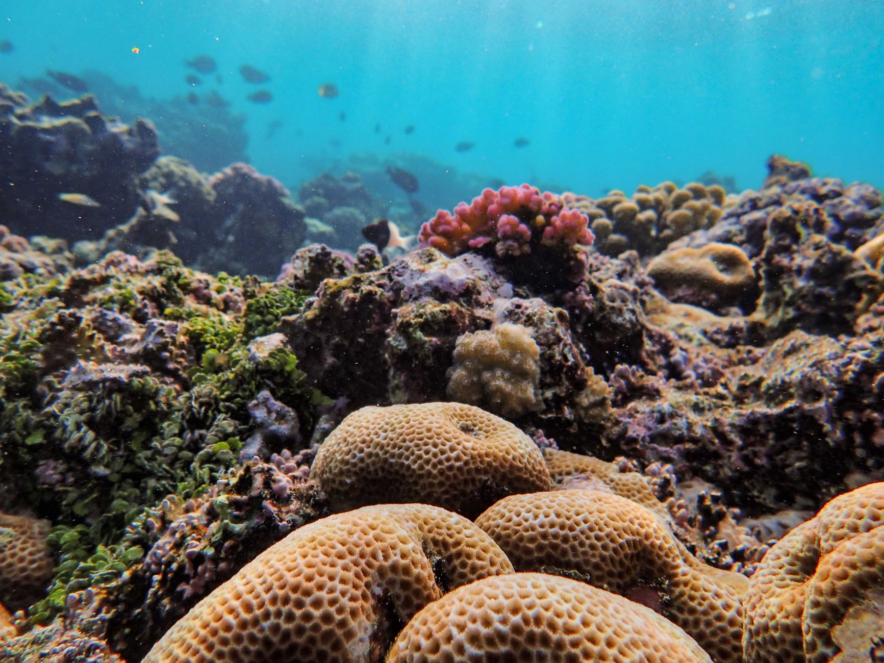 Coral reef with diverse marine life
