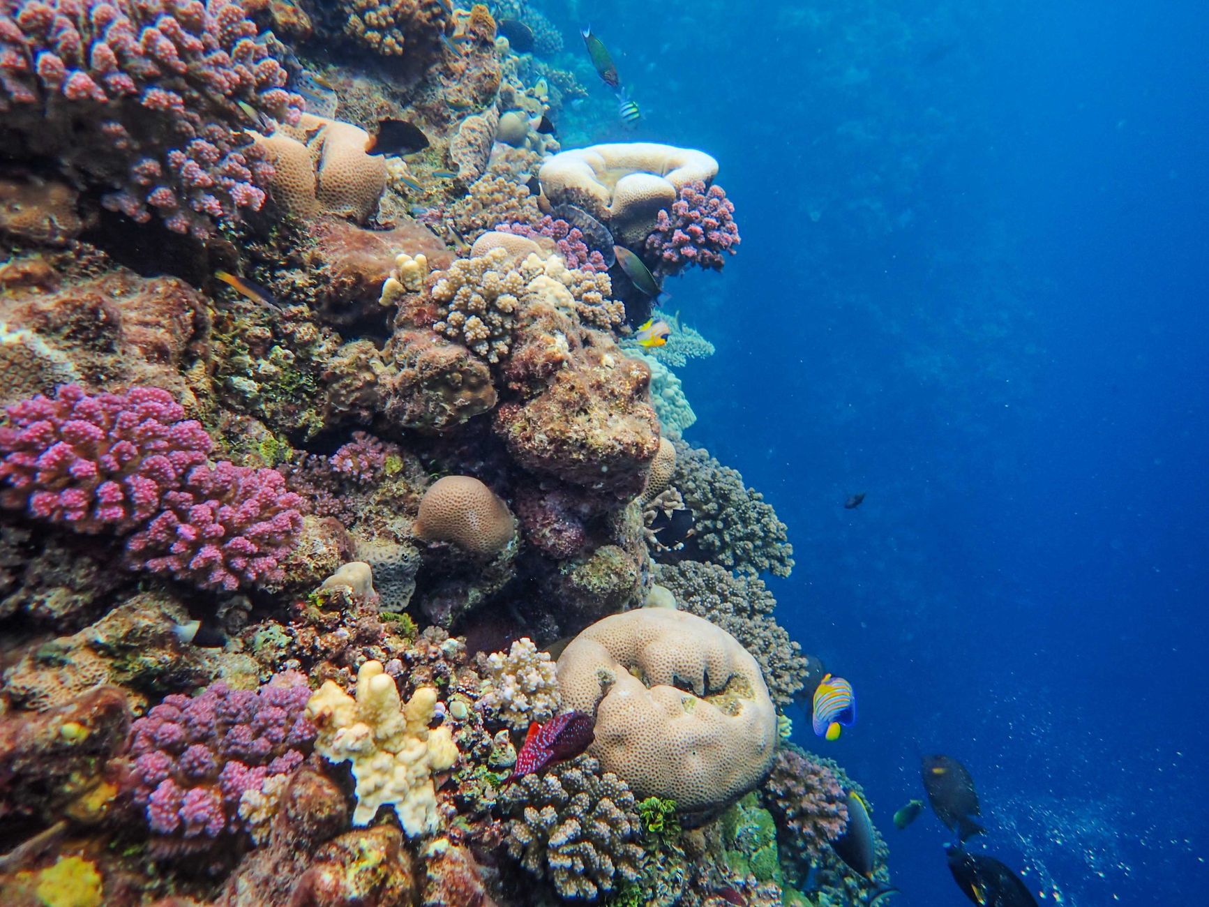 A bottle of mineral sunscreen resting on wet sand near ocean waves with coral visible beneath clear water